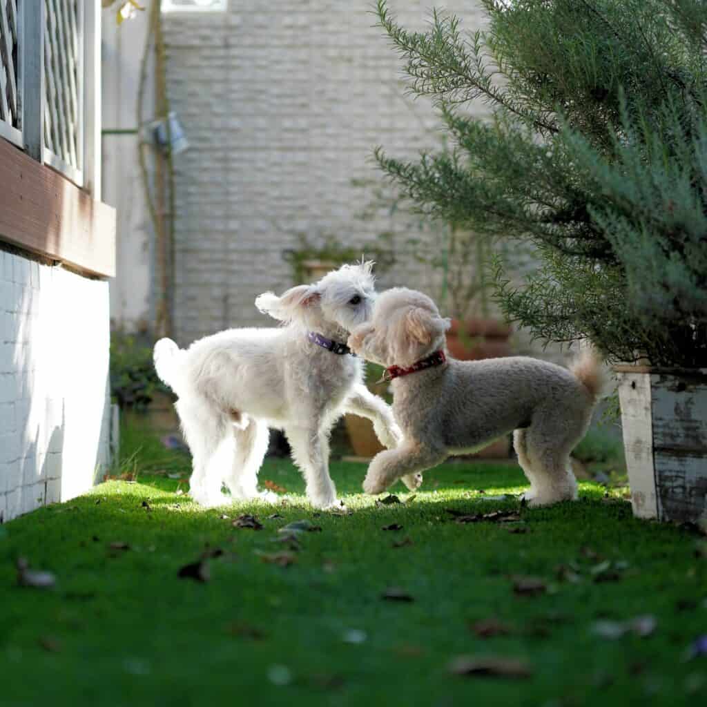 two playing dogs