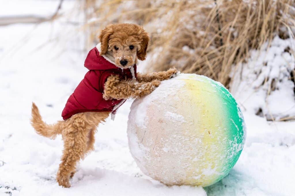 Cute Toy Poodle in warm wear standing on snowy ground on hind paws with front paws on ball in street