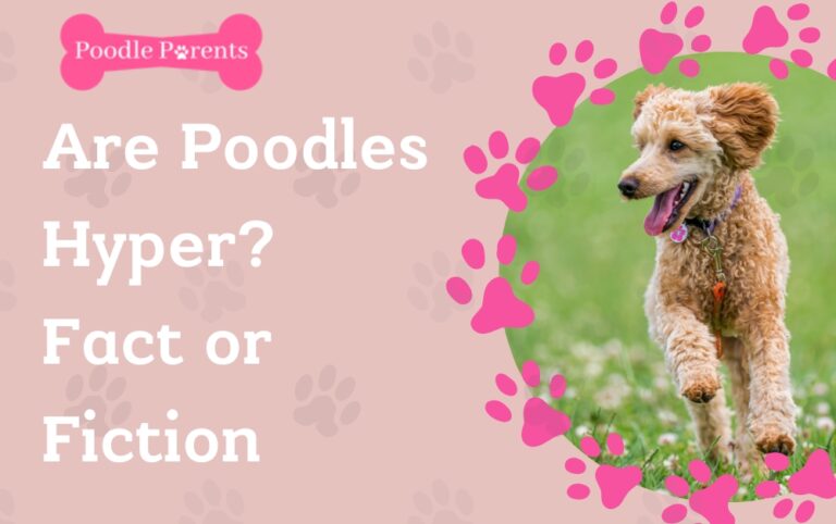 Are Poodles Hyper? Fact or Fiction