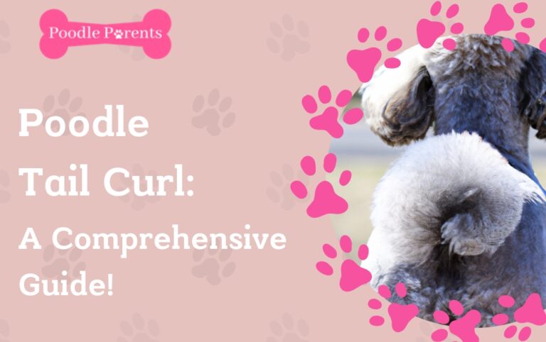 Poodle Tail Curl: A Comprehensive Guide!