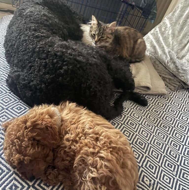 Poodles-and-cat-sleeping-on-bed