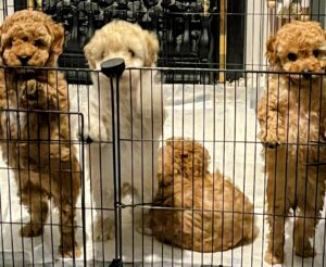 Poodle Puppies Standing
