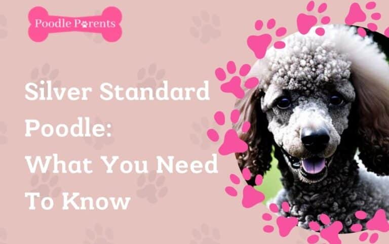 Silver Standard Poodle: What You Need To Know In 2023