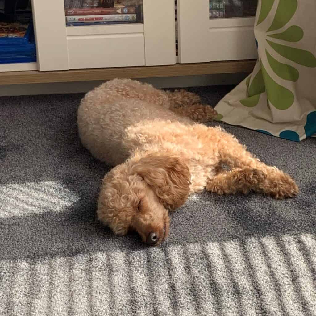 Sleeping poodle on carpet