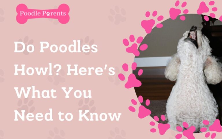 Do Poodles Howl? Here’s What You Need to Know 