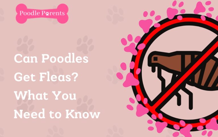 Can Poodles Get Fleas? What You Need to Know