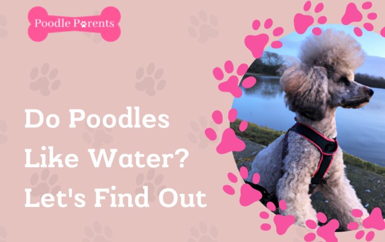 Do Poodles Like Water? Let’s Find Out