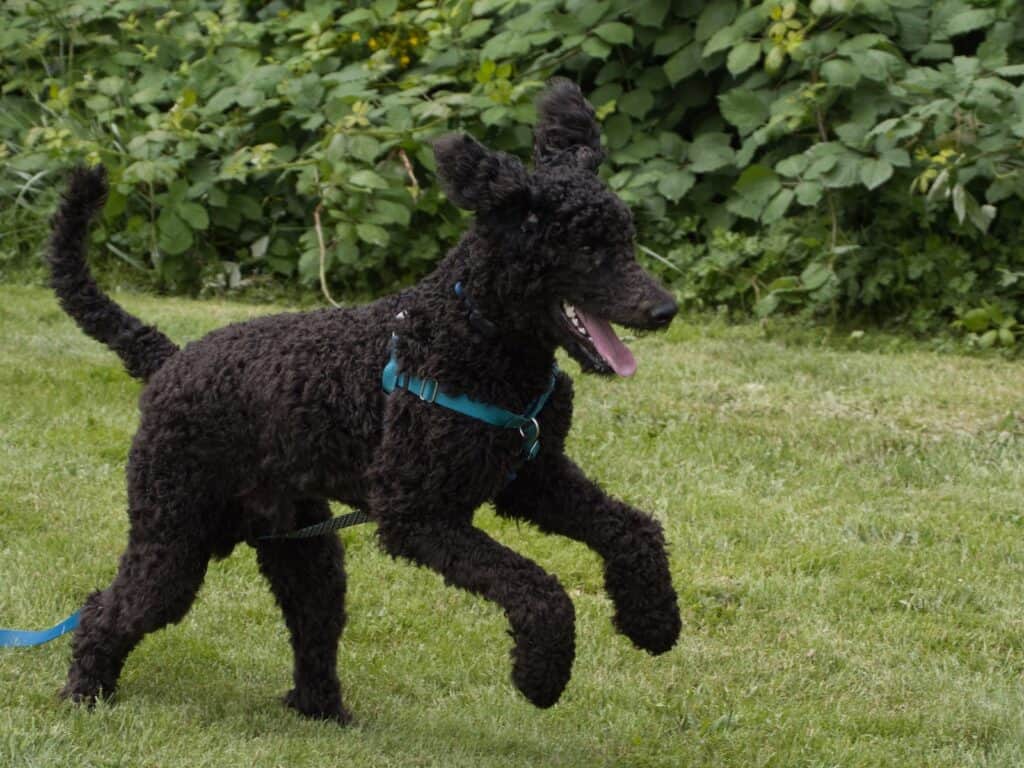 black short coat large dog on green grass field