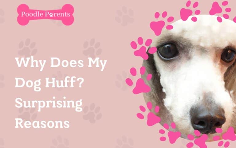 Why Does My Dog Huff? The Top Reasons