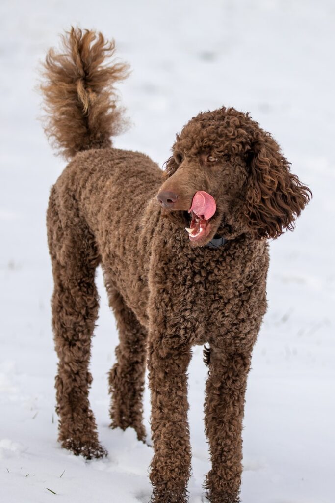 brown short coated dog on snow covered ground