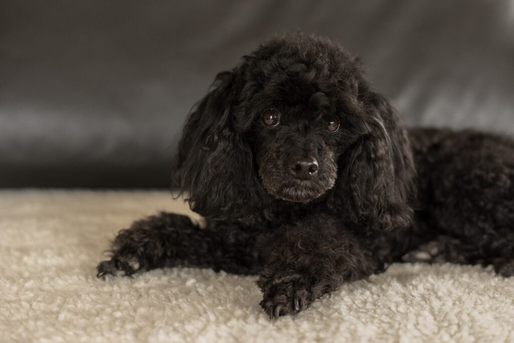 dwarf poodle black, dog, female dog