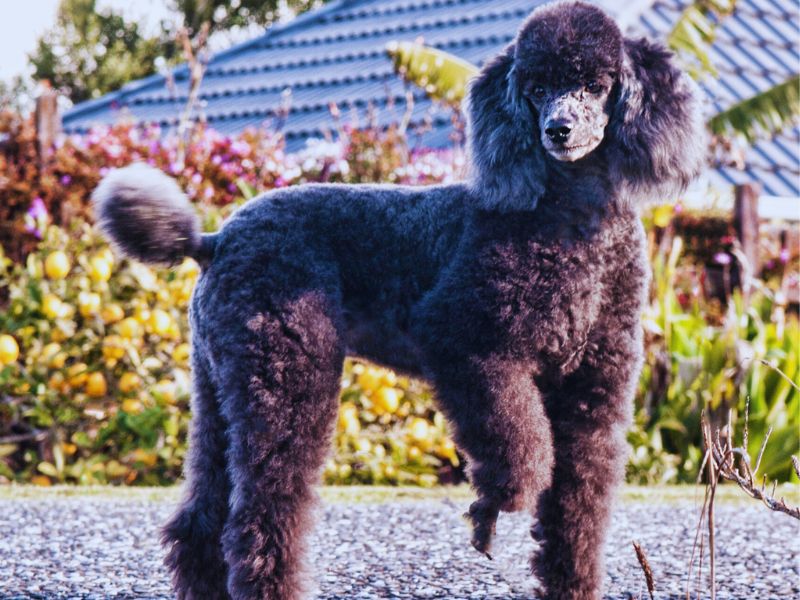 Blue standard poodle with paw in air