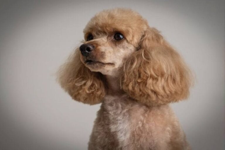Rarest Poodle Color: A Guide to Extraordinary Coat Colors