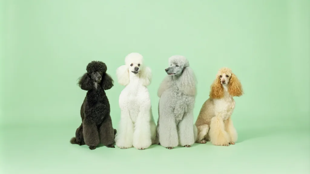 Many Different Poodle Colors