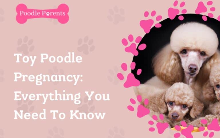 Toy Poodle Pregnancy: Everything You Need To Know