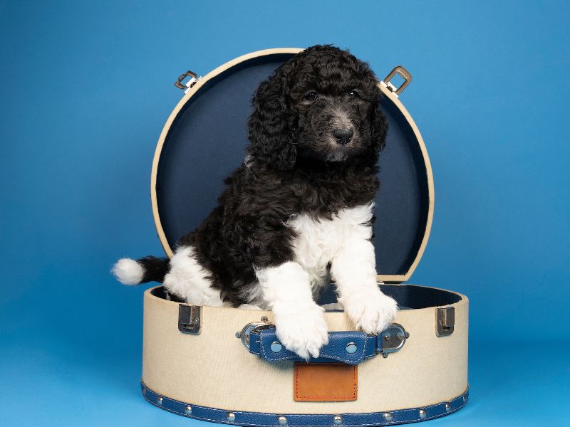 Tuxedo Poodle in box