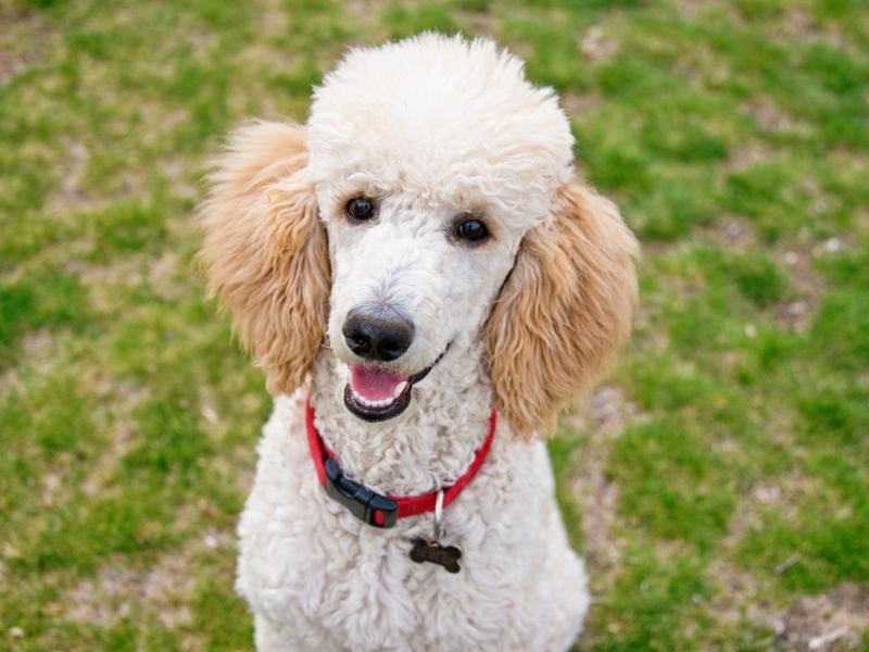 parti poodle sitting on grass