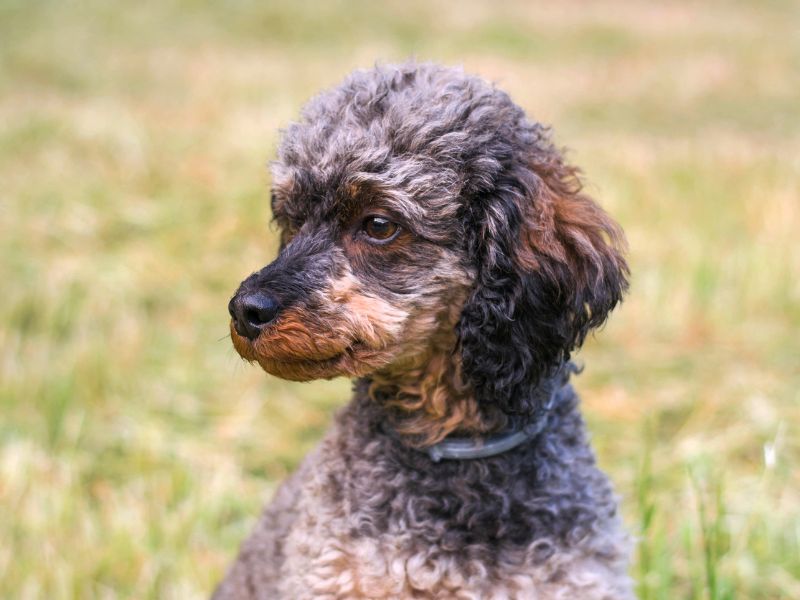 sable poodle sitting in field