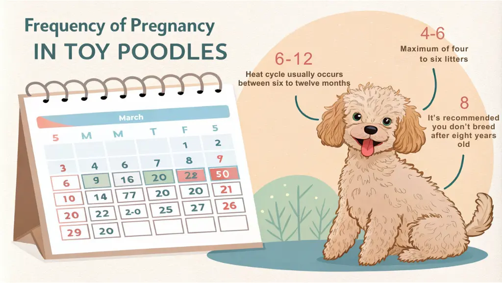 frequency of pregnancy in toy poodles